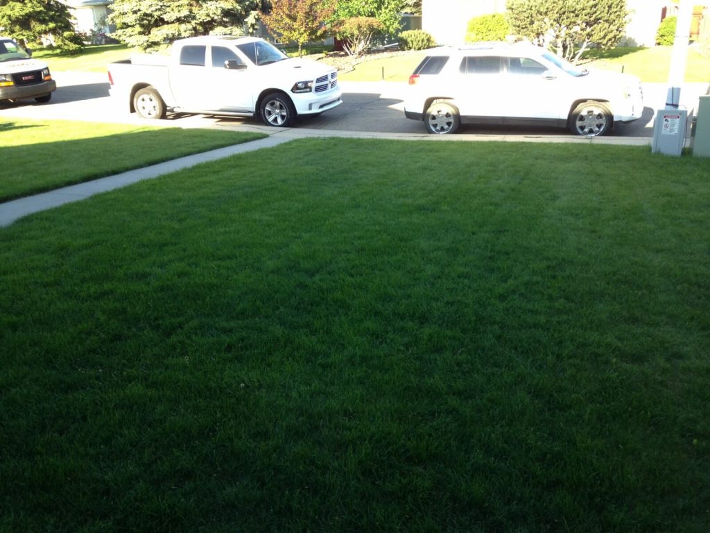 shaded lawn