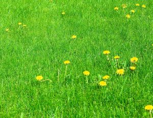 weed control Grass,With,Dandelions