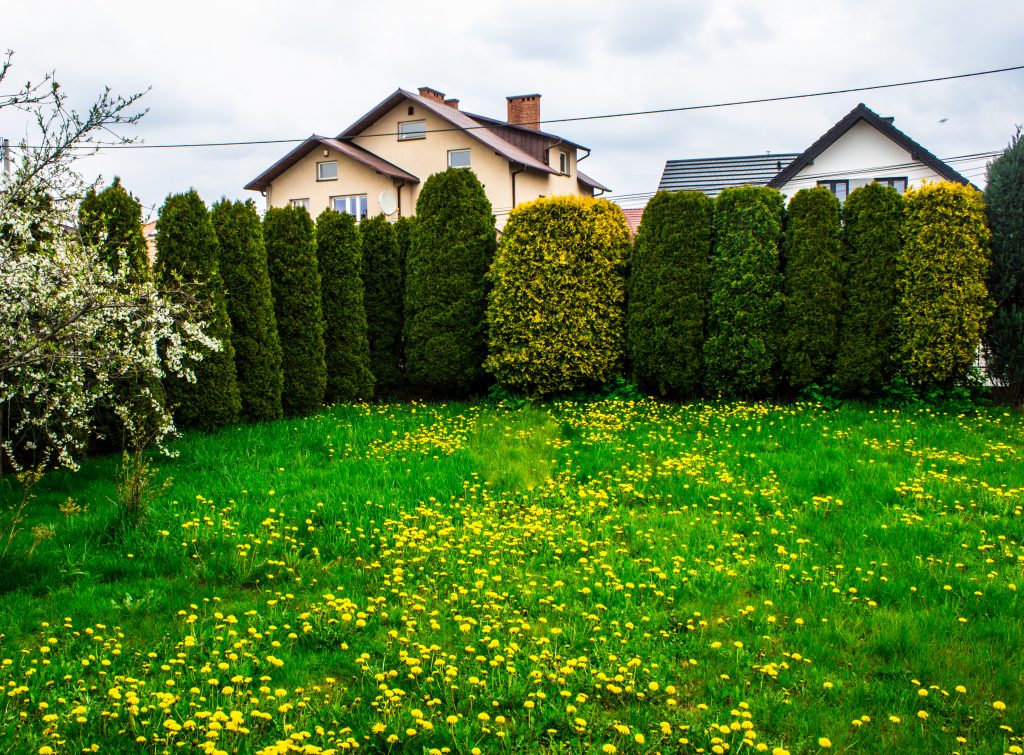 lawn with yellow flowers
