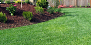 lush green lawn