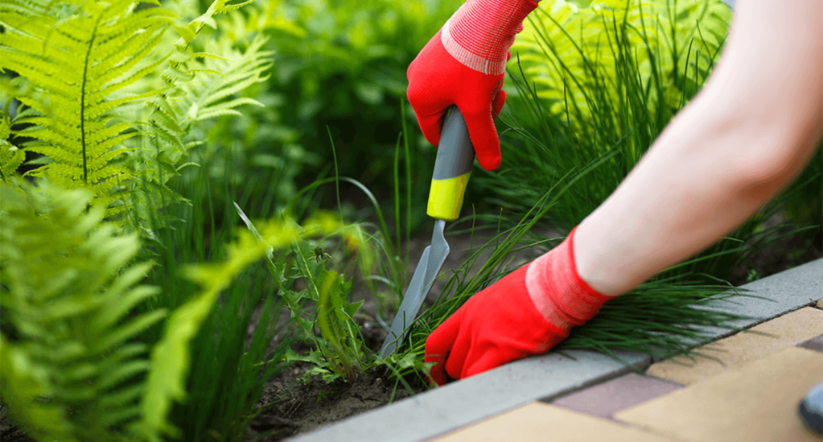 Proven Strategies for Weed Control in Calgary